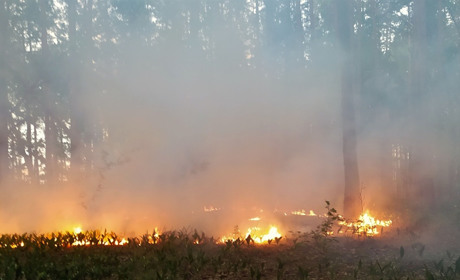 На Чернігівщині через осбріли не можуть загасити лісові пожежі