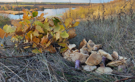 Чи потрібен дозвіл для збирання грибів і ягід у лісі