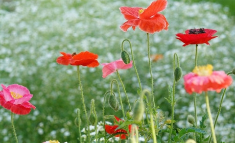 Погода у Старокостянтинові на 16-22 червня: тиждень без спеки та незначними опадами