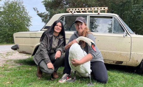 На Шепетівщині врятували лебедя, який впав на подвір’я будинку