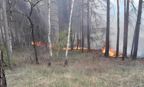 Як дим лісових пожеж впливає на наше здоров'я?