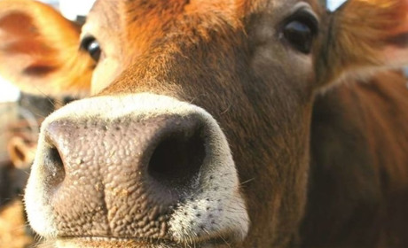 На Старосинявщині заборонили продаж молока: у господарствах виявили небезпечну хворобу у корів