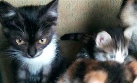 У кішки Марусі, що мешкає в Тополівському клубі — народилося троє кошенят