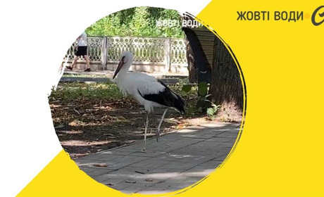 Як у Жовтих Водах лелеку рятували (відео)