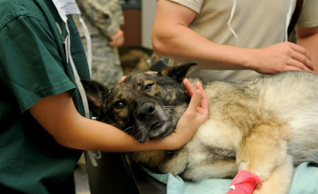 До Сватового приїдуть «Ветеринари без кордонів»: чому це важливо і що варто знати сватівчанам