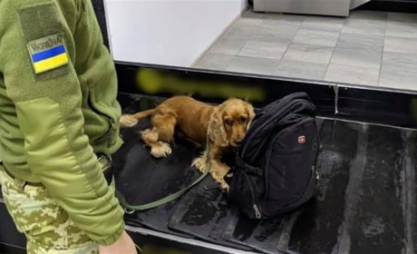 У херсонському аеропорту службовий собака виявив у іноземця зброю