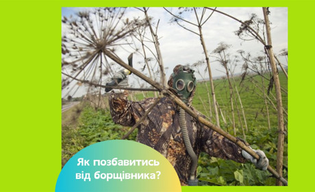 Як знищити борщівник на ділянці назавжди — 4 ефективних способи боротьби з отруйним бур'яном