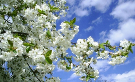 Найближчими днями на Сумщині очікуємо до +21: прогноз від синоптиків