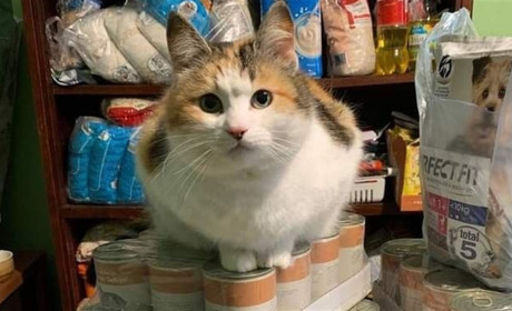 Волонтери кімнати перетримки безпритульних тварин отримали корм для своїх чотирилапих підопічних