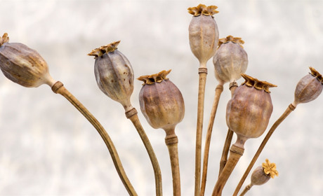 У Сватове «Новою поштою» прийшла посилка з наркотиками. Їх мілуватчанин замовив через інтернет