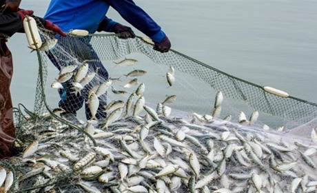 На Тилігульському лимані оголошено повторний аукціон на промисловий вилов риби