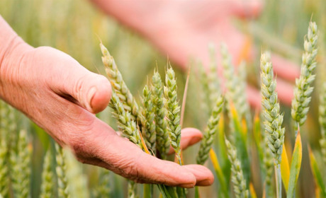 «Щиро вітаю вас із Днем працівників сільського господарства!»: Борис Воронін, голова ФГ «Меркурій Б»