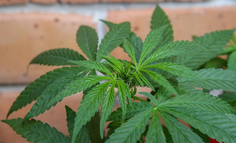 У Сватовому щодо чоловіка відкрили дві кримінальні справи за вирощування і зберігання марихуани