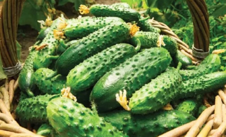 Хрусткий делікатес із грядки — корнішони, що завойовують серця гурманів