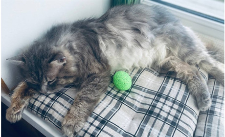 Людяність не повинна бути вибірковою: історія врятованого Персика