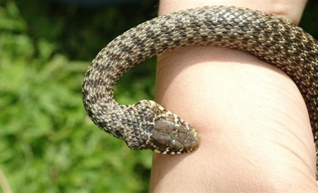 Больше змеям не встречайтесь: в Мелитопольском районе не осталось вакцины