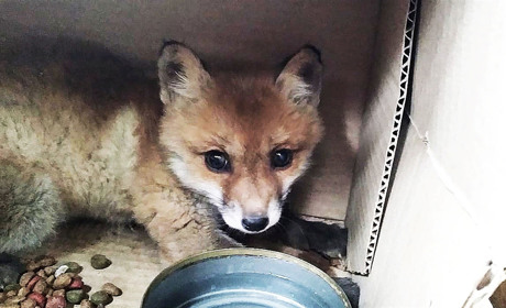 Маленьке лисеня прийшло до людей: барська волонтерка його відвезе у заповідник через місяць