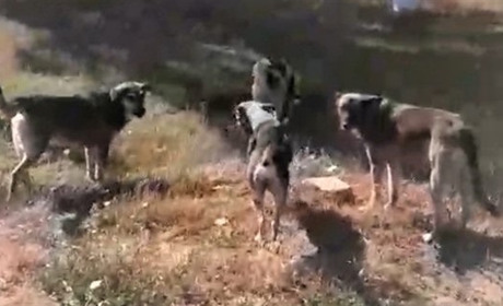 В Біляївці на Кіпенко оселилася агресивна зграя безпритульних собак: як будуть вирішувати ситуацію