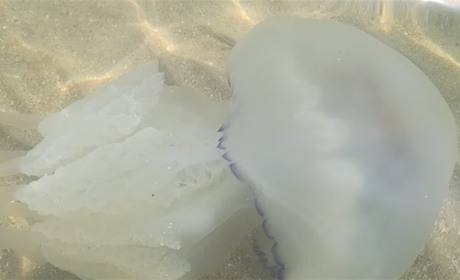 «Встретил медузу, проплыви мимо»: советы ученых курортникам на побережье Азовского моря