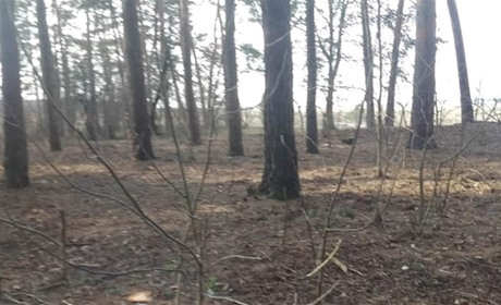 Кременчанин два тижні самотужки розчищає від сміття територію у лісі, де купив господарку