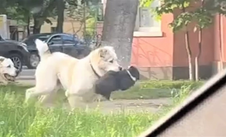 Алабаї налякали її доньку: дрогобичанка відсудила моральну компенсацію у дружини Миколи Лагодича