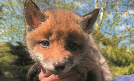 После природы – на карантин: четверо лисят остались без матери и попали в зоопарк под Мелитополем