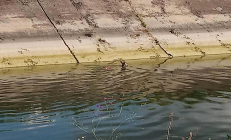 В Акимовском районе полицейские спасли животное, попавшее в оросительный канал