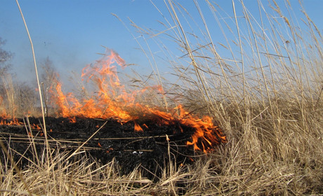 Чому спалювати суху траву небезпечно: рятувальники попереджають про заборону