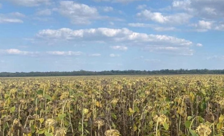 Чоловік самовільно зайняв поле в Сахновщині та хотів заробити на вирощеному там соняшнику