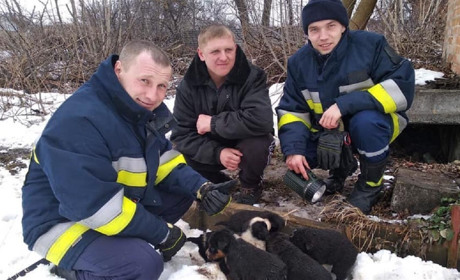 Рятувальники Калинівки витягли з вигрібної ями шістьох цуценят