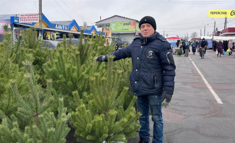 На базарі в Переяславі продають новорічні сосни від 100 гривень і смереки від 150