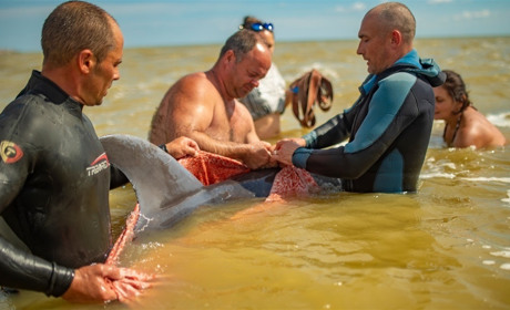 На Херсонщині врятували дельфіна