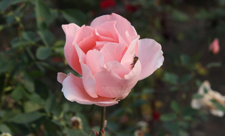 Які свята чекають нас у листопаді