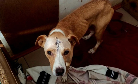 Нікопольський пес Оскар, який був травмований уламком снаряду, продовжує лікування