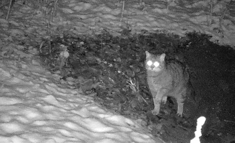 На Чортківщині за допомогою фотопасток зафіксували червонокнижного лісового кота