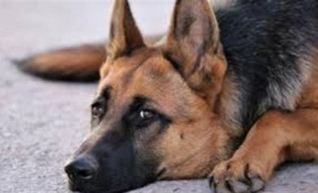 У Новій Каховці у власника конфіскували собаку