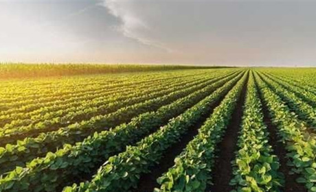 На Сатанівщині підприємство засіяло рекреаційні землі соєю: громаді повернули 53 гектари