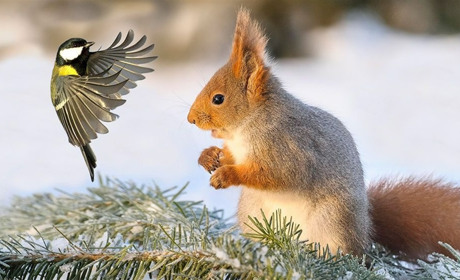 Цього тижня різко похолодає та сніжитиме: прогноз синоптиків Сумщини та України