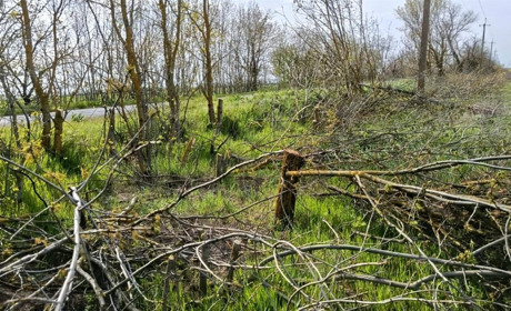 В Одеському районі незаконно вирубали понад 300 дерев у лісосмузі: збитки — понад 692 тисячі гривень