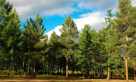 Голова Держлісагентства прокоментував ситуацію щодо укрупнення лісгоспів