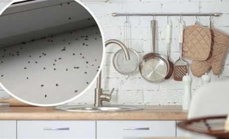 Як вибрати засіб від мошок для дому, кухні й балкона