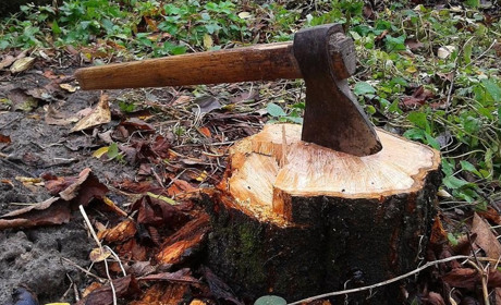 На Білопільщині судитимуть двох чоловіків, які зрубали 27 дерев поблизу села Котенки