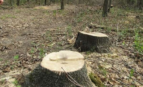 Жителя Сатанівської громади засуджено за незаконно вирубанні дерева. Яке покарання призначено