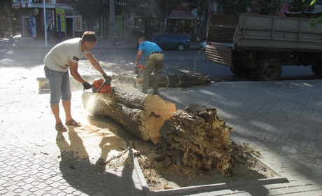 В Мелитополе посреди дня на проспекте рухнуло старое дерево