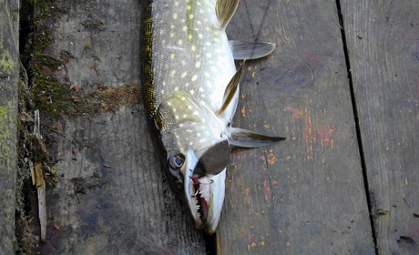 На Вінниччині з 15 лютого заборонять вилов щуки: штраф — 3 468 грн за рибину