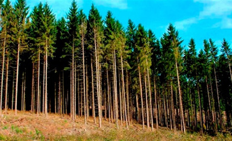 В'їзд до лісів Херсонщини заборонили