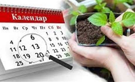 Місячний посівний календар на травень 2023 року: що садити та сіяти в саду і на городі