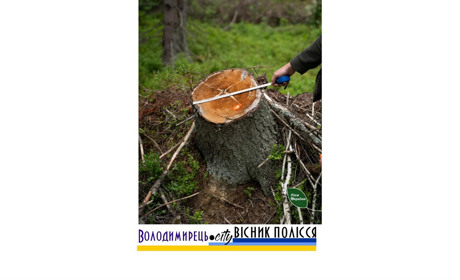 На місці «селянського лісу» у Полицькій громаді Вараського району – 51 тисяча пеньків