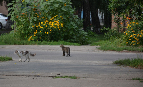 Щоденний дайджест від Золотоноша.City: зустрічаємо новий день – 22 липня 2021 року