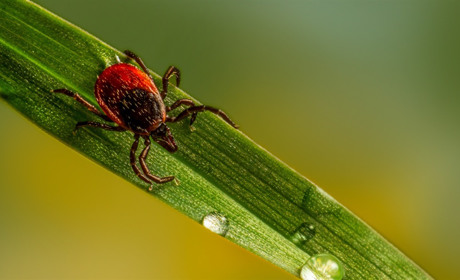 Обережно, кліщі! Все, що варто знати для вашої безпеки та як захиститися від небажаних сусідів